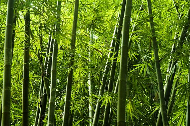 Bamboo Trees for Sale - Buying & Growing Guide