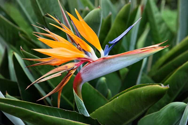 Tropical Flowers for Sale - Buying & Growing Guide
