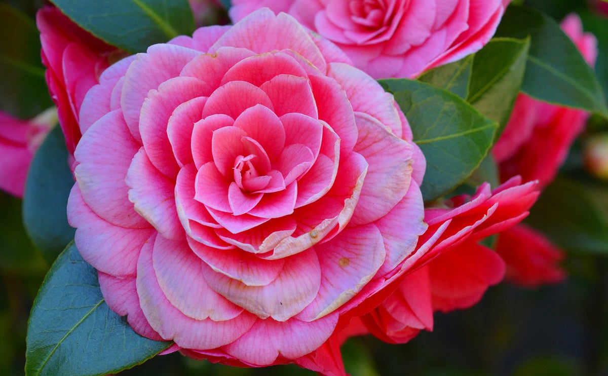Camellia Plants for Sale - Buying & Growing Guide