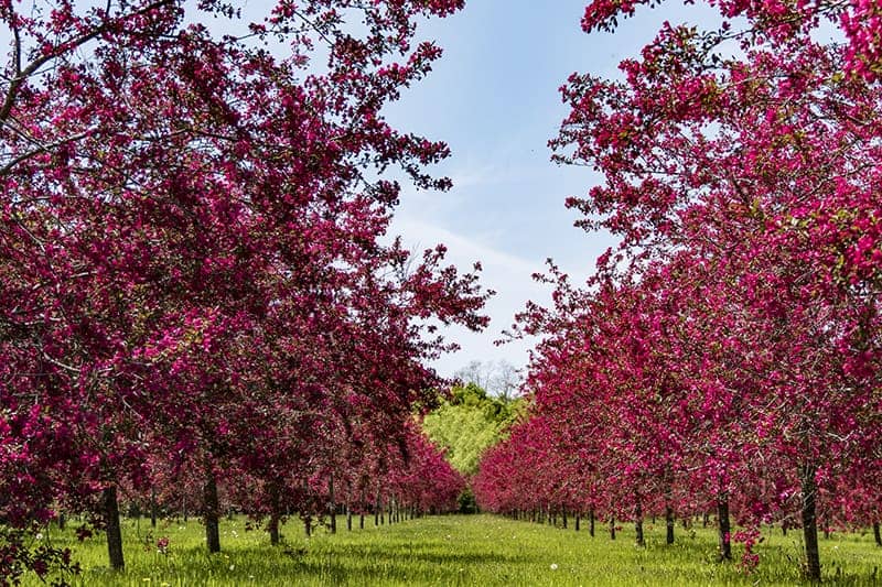Crabapple Trees for Sale