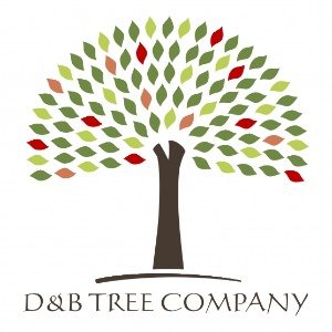 D _ B Tree Company