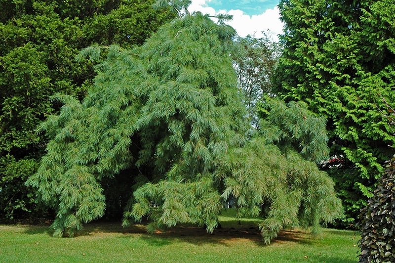Pine Trees for Sale - Buying & Growing Guide