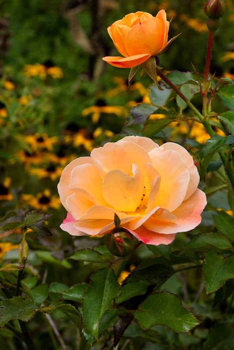 Rosa 'Flower Carpet Amber'