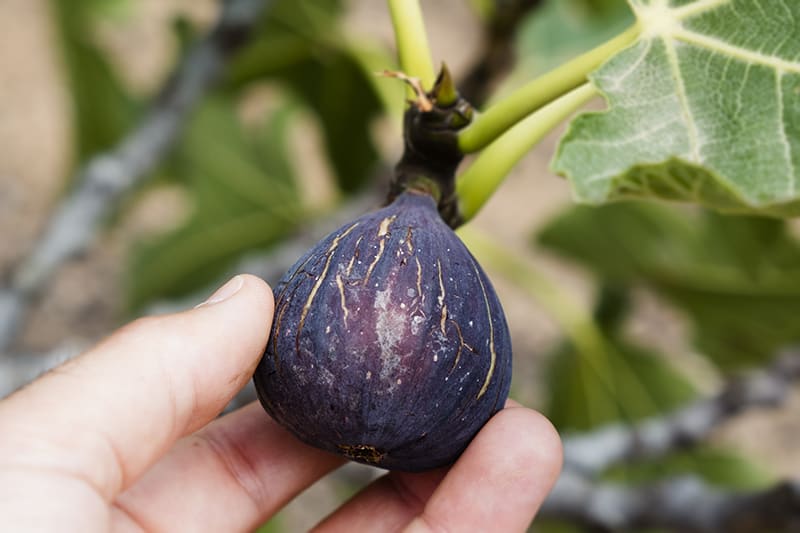 Harvest figs