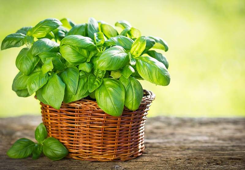 Herb Plants for Sale - Buying & Growing Guide