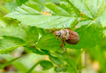 June Bug on a twig