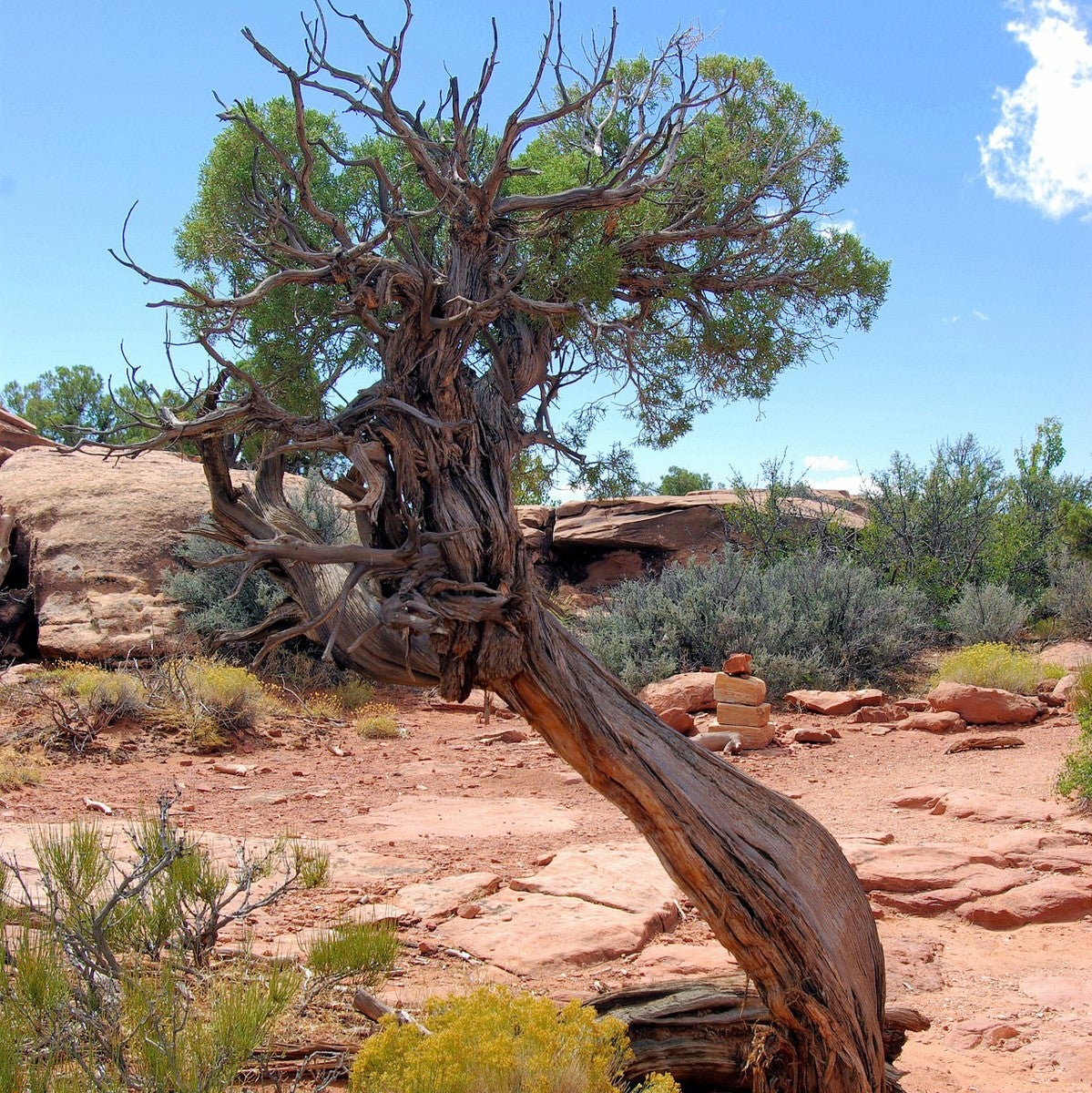 Juniper Trees for Sale - Buying & Growing Guide