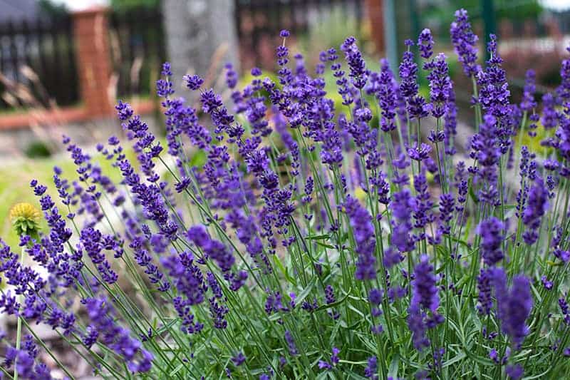 Lavender Plants for Sale - Buying & Growing Guide
