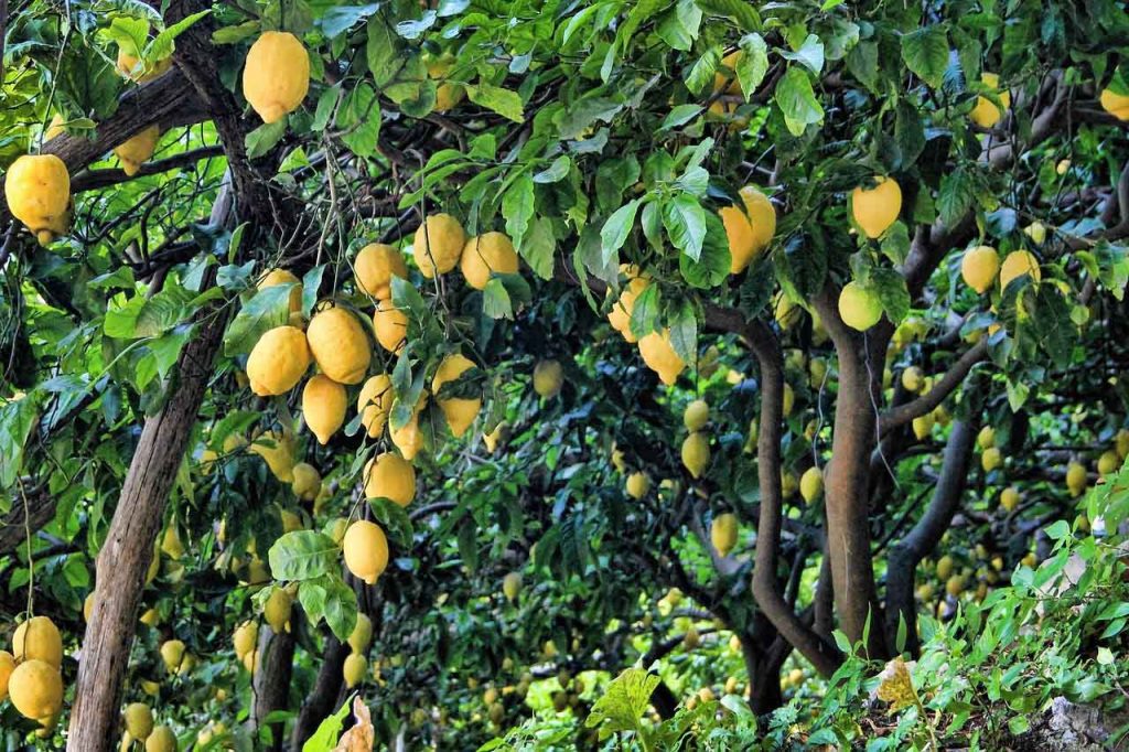 lemon tree farm