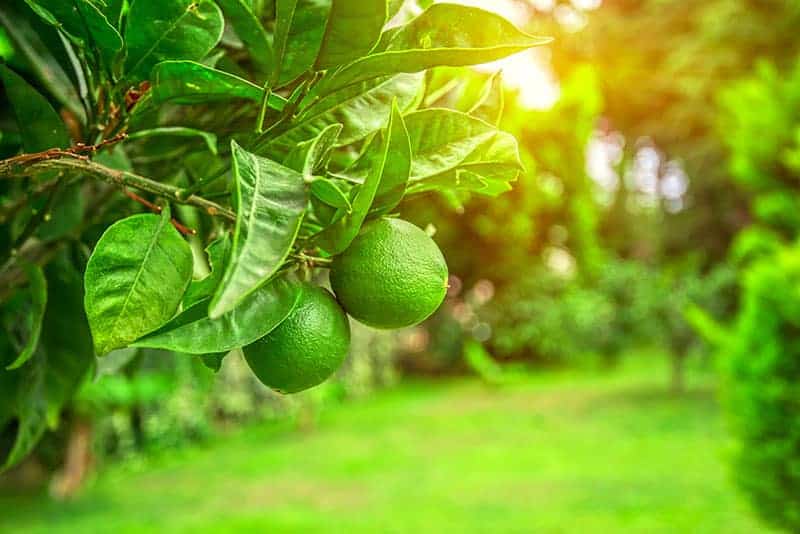 Lime Trees for Sale - Buying & Growing Guide