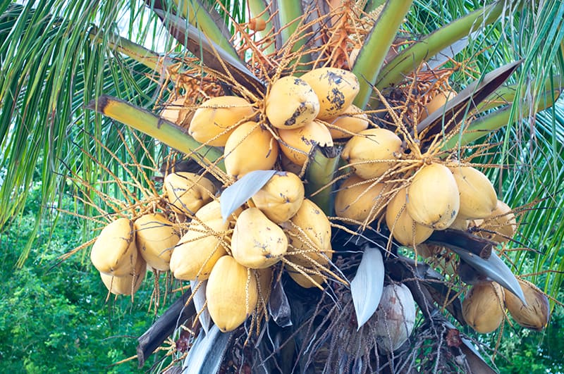 Malayan Dwarf Coconut
