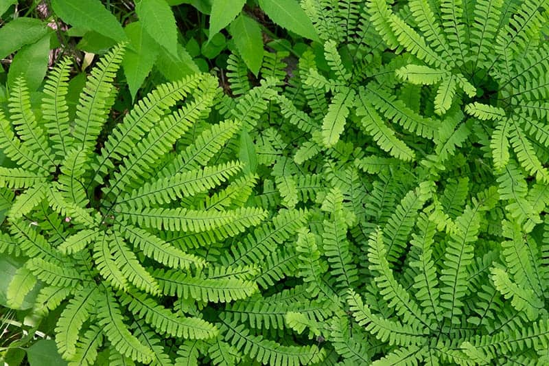 Ferns for Sale - Buying & Growing Guide