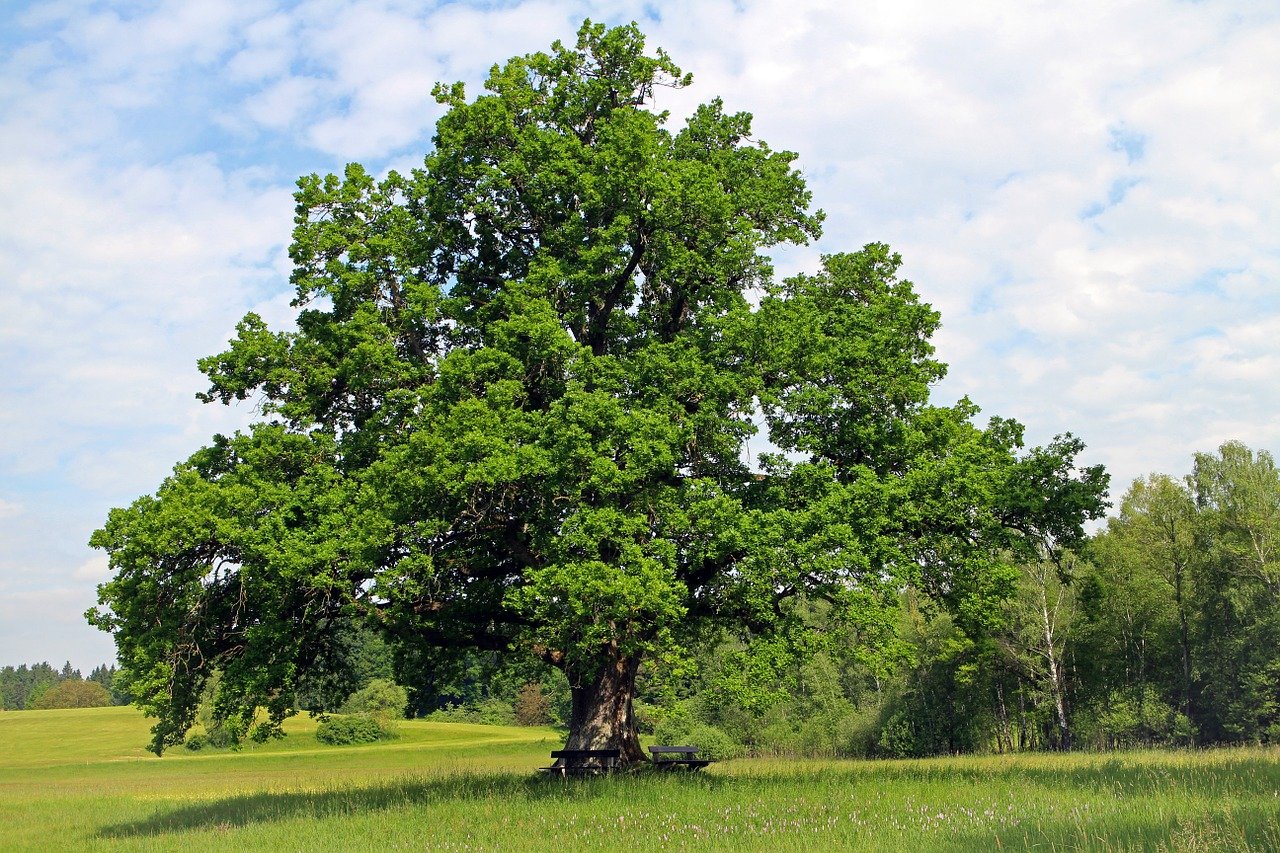 An Oak tree in a grass field