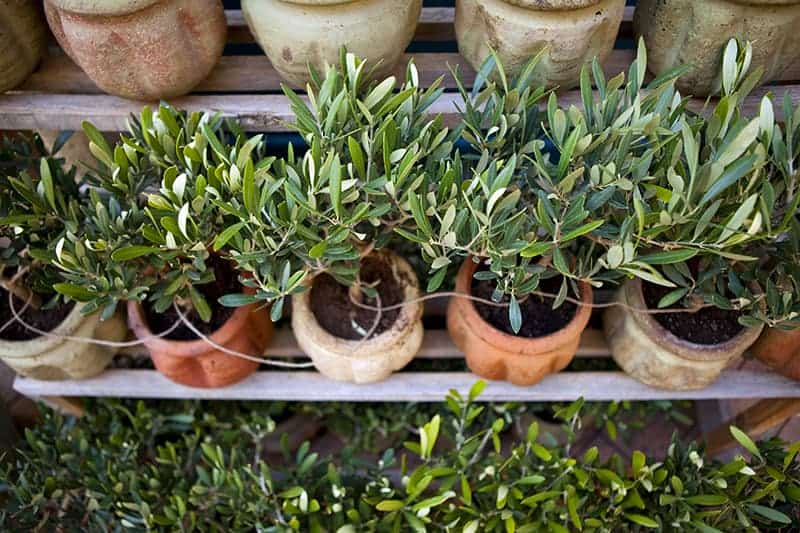 Olive trees on shelves in a patio