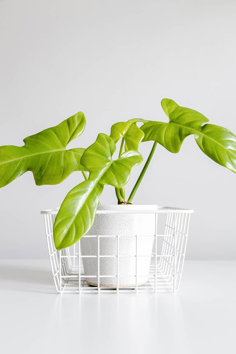 Philodendron Selloum for Sale - Buying & Growing Guide
