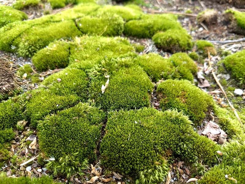 Pincushion-Moss