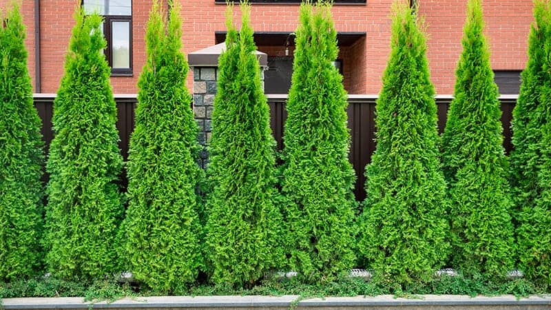 Privacy Trees for Sale