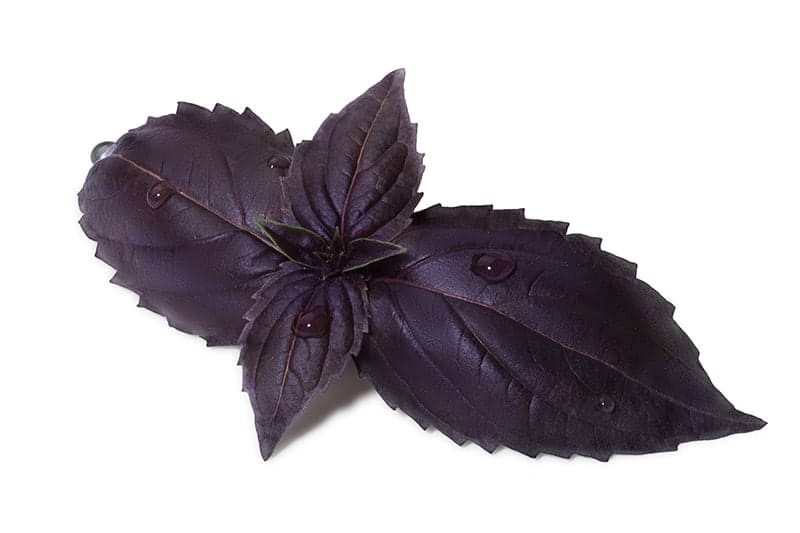 Purple Ruffles Basil