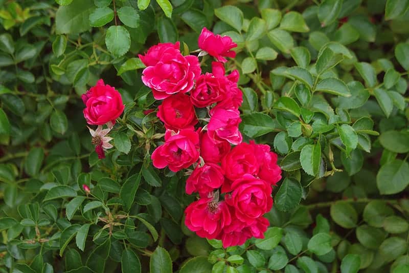 Rosa 'Flower Carpet Scarlet'