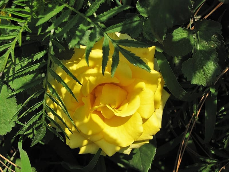 Rosa 'Lemon Delight'