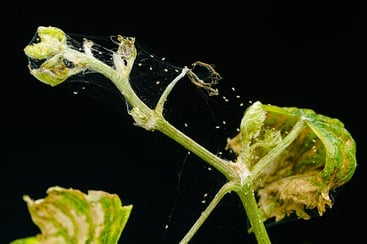 Spider Mites On Plants