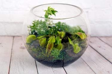 Terrarium Plants for Sale - Buying & Growing Guide