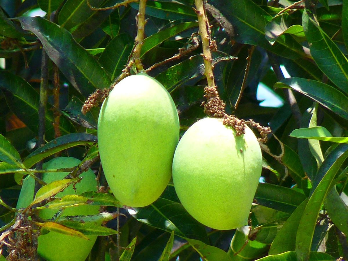Mango Trees for Sale - Buying & Growing Guide
