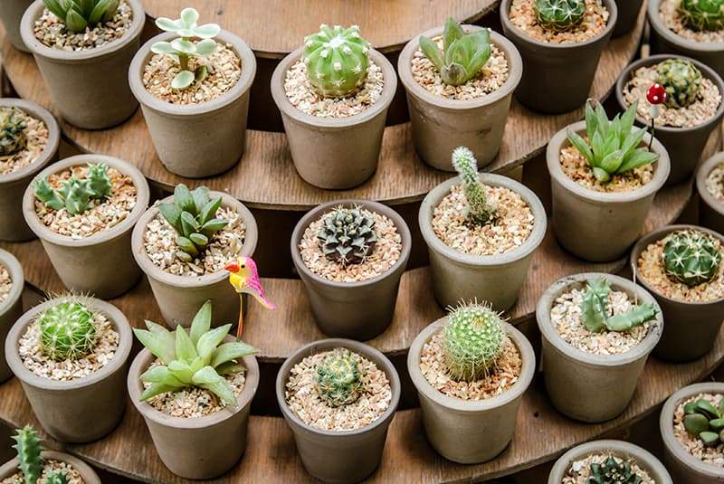 Succulents & Cacti for Sale - Buying & Growing Guide