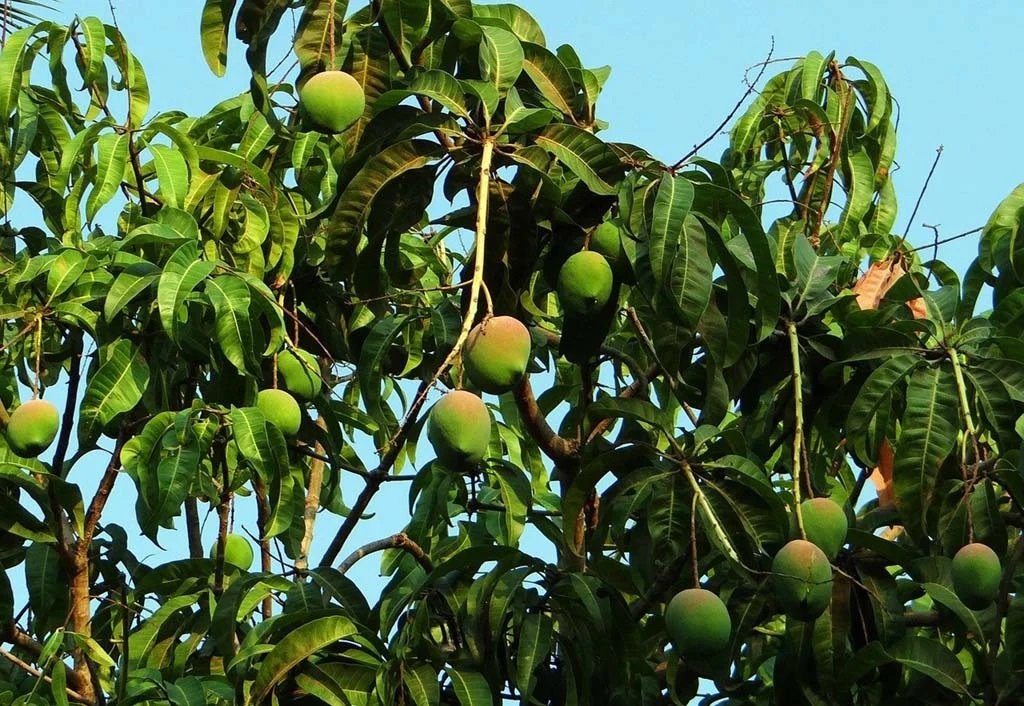 Fruit Trees for Sale - Buying & Growing Guide
