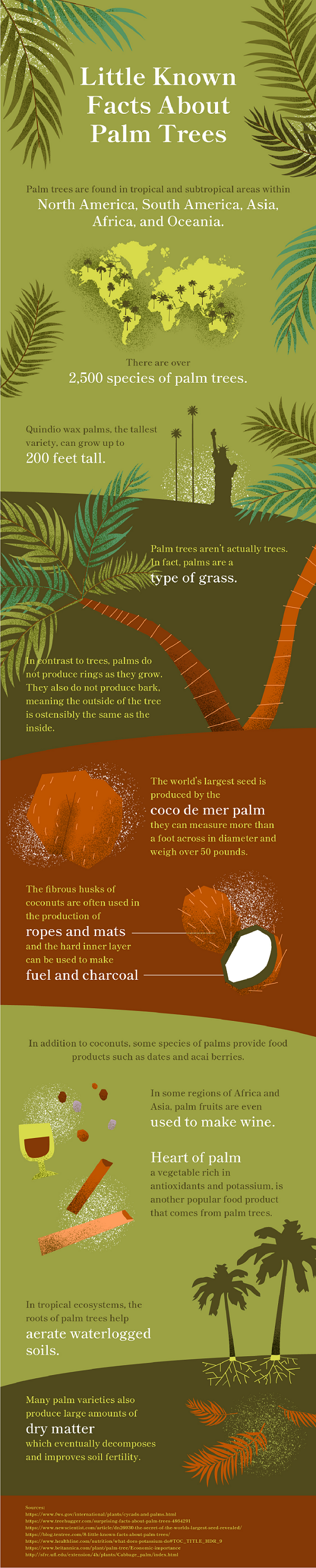 Palm Tree Infographic