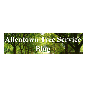 Allentown Tree Service