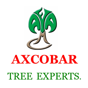 Axcobar Tree Experts