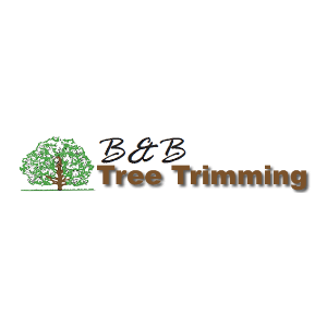 B_B Tree Trimming