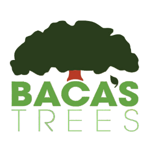 Baca_s Trees
