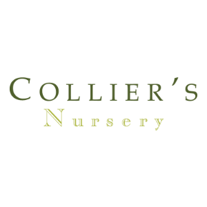 Collier_s Nursery