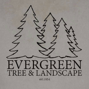 Evergreen Tree and Landscape