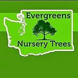 Evergreens Nursery Trees Pacific Northwest