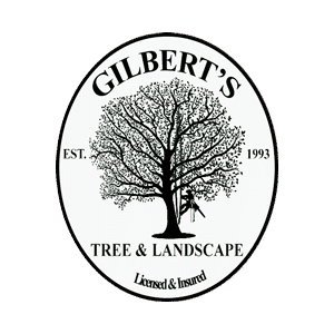Gilbert's Tree _ Landscape, Inc.