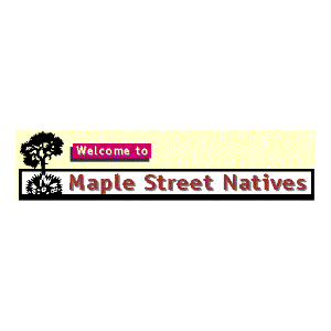 Maple Street Natives