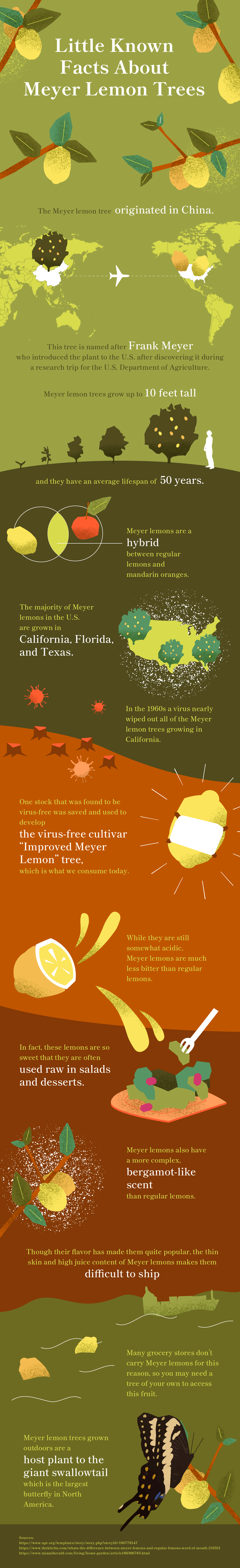 Meyer Lemon Tree Infographic