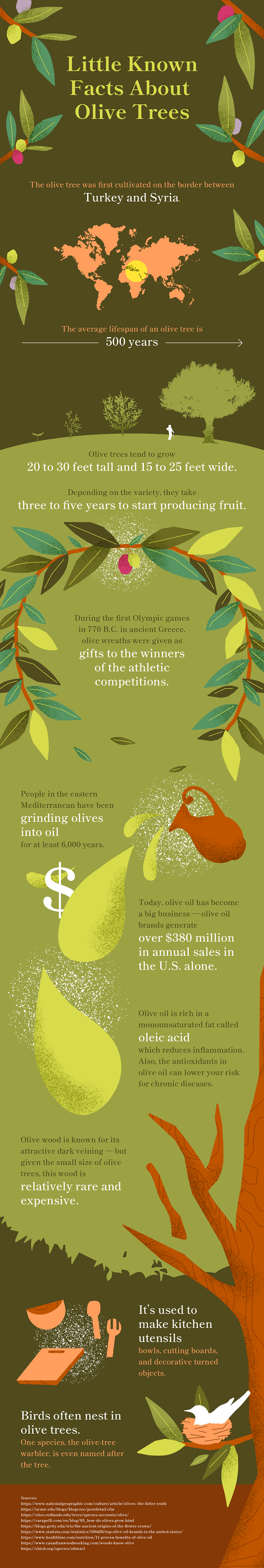 Olive Tree Infographic