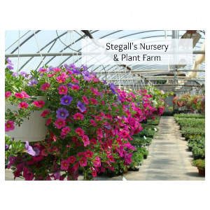 Stegall's Nursery _ Plant Farm