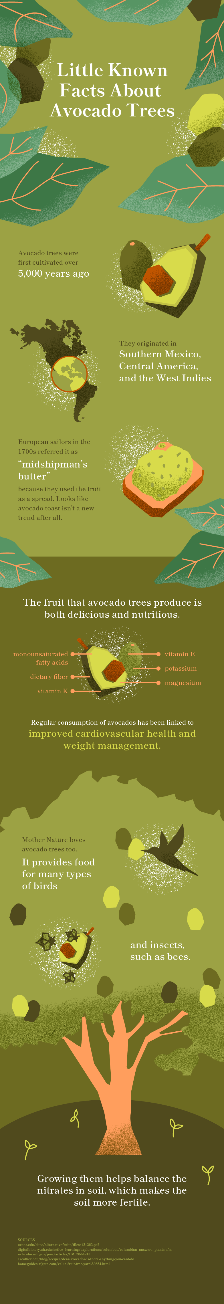 Avocado infographic