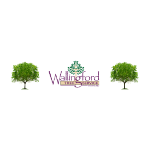 Wallingford Tree Service