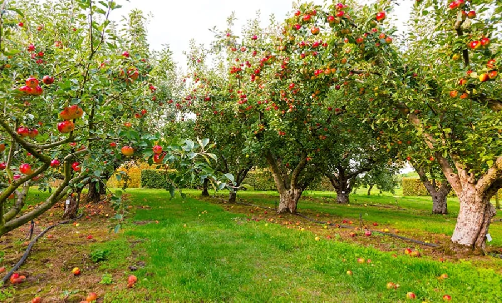 Apple Trees for Sale - Buying & Growing Guide