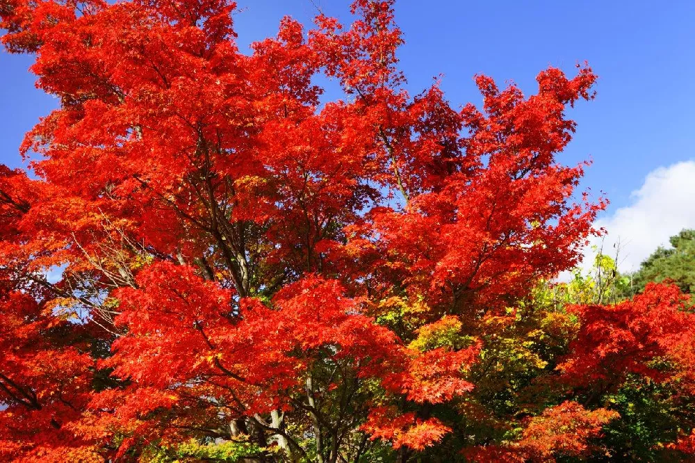 Autumn Blaze Red Maple Trees