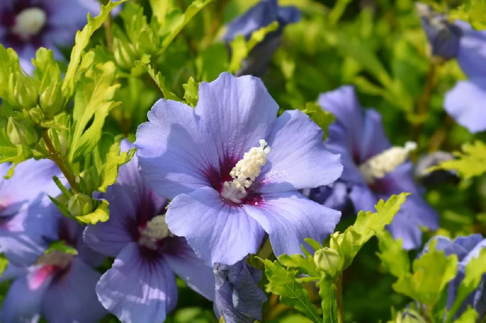 Azurri Blue Satin® Rose of Sharon Althea Tree