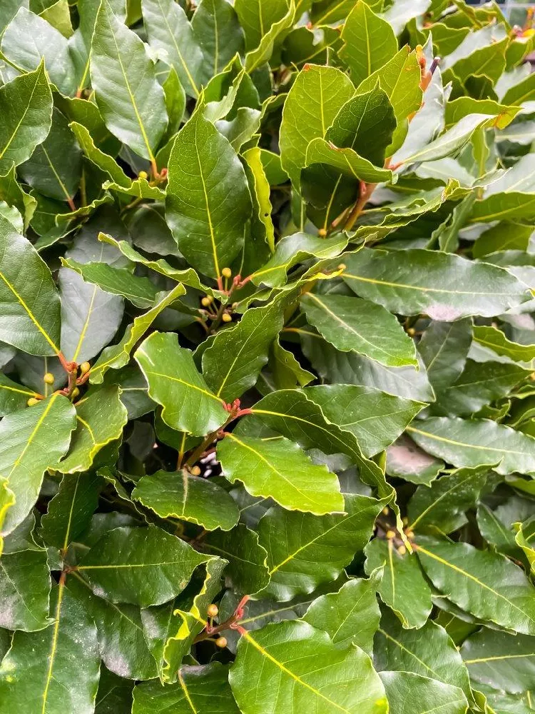 Bay Laurel Tree leaves