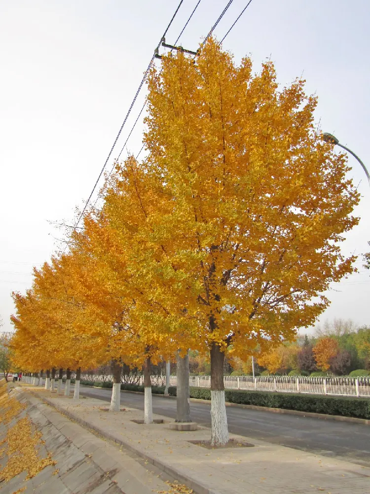 Beijing Gold Ginkgo Tree