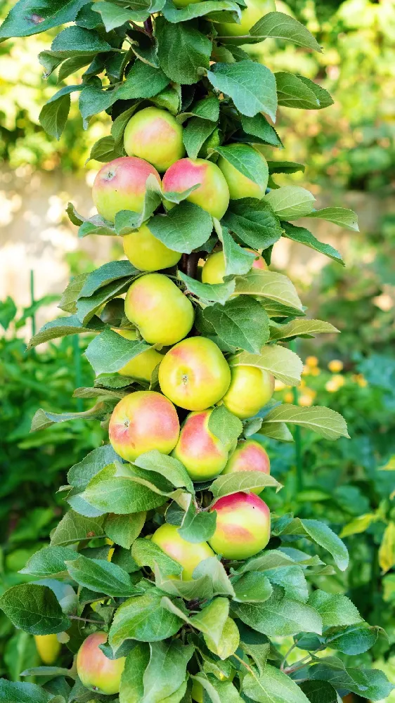Blushing Delight Columnar Apple Tree